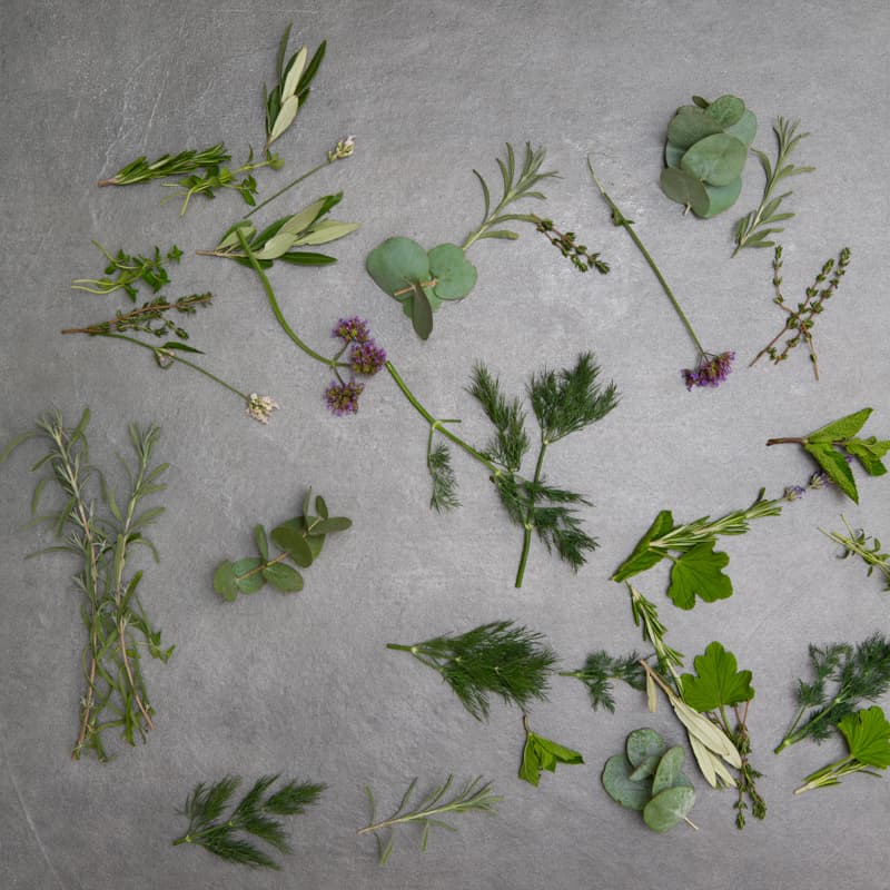 Flat lay shot of herbs laid out randomly on grey slate.