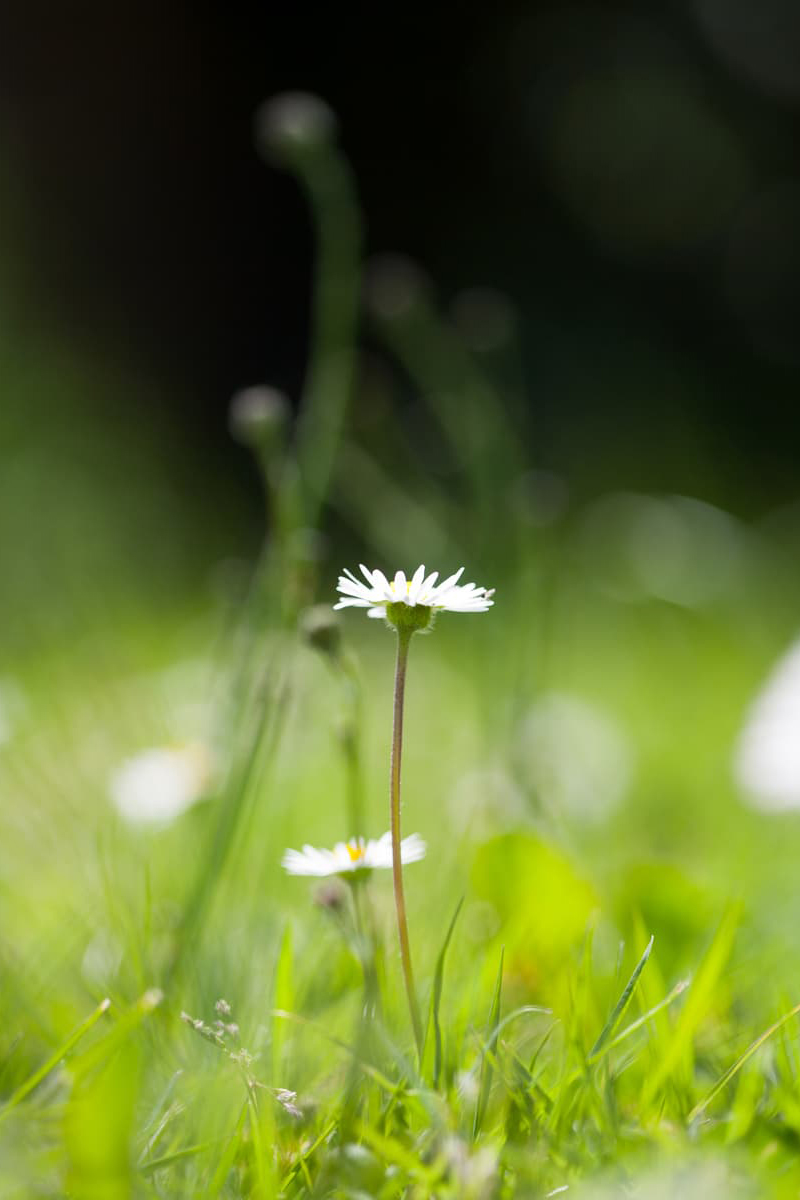 White daisy in a green field.