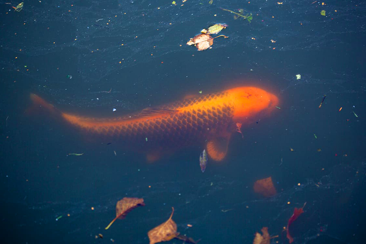 Goldfish in a pond.