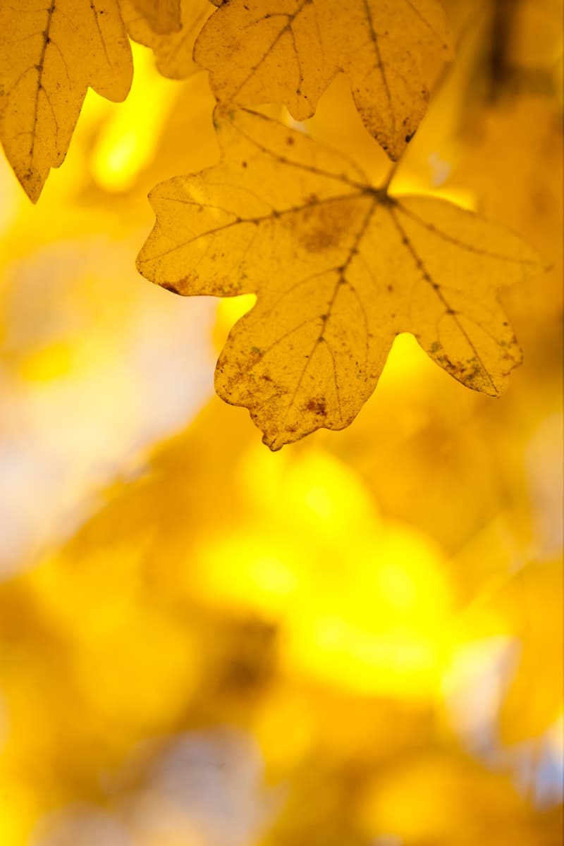 Golden leaves on a tree.
